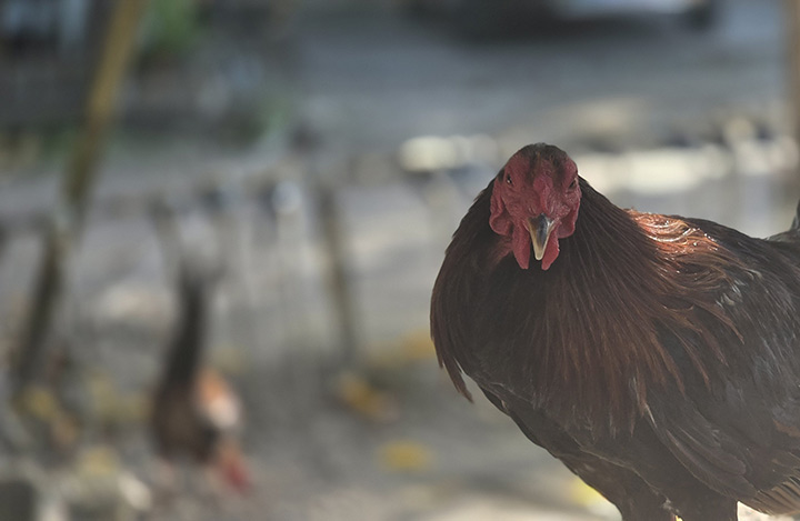 Fülöp-szigetek 2026